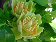 TULIPANOWIEC "liriodendron"