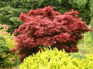 JAVOR DLAŇOLISTÝ SHAINA INTENZÍVNA ČERVENÁ PLAMEŇ V ZÁHRADE