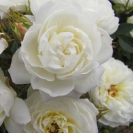 Zľavová ruža 'Snowcap'