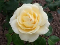 Róża wielkokwiatowa La Perla ADR niezwykle odporna C3