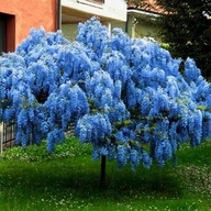 NIEBIESKA KARŁOWA WISTERIA BLUE MOON DUŻE SADZONKI