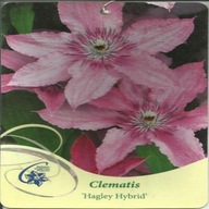 Clematis HAGLEY HYBRID Powojnik wielkokwiatowy