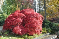 Klon palmowy GARNET szczepiony NA PNIU czerwony DUŻA SADZONKA Acer palmatum