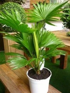 Dekoratívna palma-Livistona Saribus 3 semená