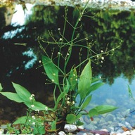 ŻABIENIEC PLANTAGO roślina wodna ALISMA babka 1szt