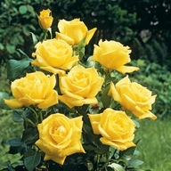 Róża wielkokwiatowa żółta