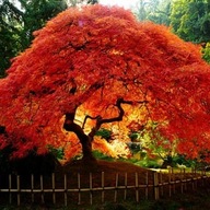 Tatarský javor GINNALA – OHNIVÁ intenzívna farba