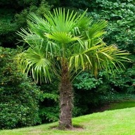 10xSemená Palm Trachycarpus fortunei Hrubá Palma Mrazuvzdorná Palma