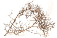 Naturalny Korzeń Drift Branch Bonsai do Akwarium Terrarium 48x40x15cm B7