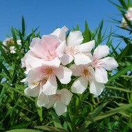 acm Oleander pospolity 30-45CM don. 3L