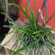 rhipsalis selenicereus wercklei patyczak DØ14cm