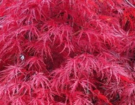 Javor palmový DISSECTUM GARNET červené listy JAVOR MINIATÚRNA sadenica