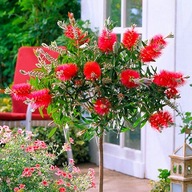 Callistemon Kuflik cytrynowy o krwisto czerwonych kwiatach NA PNIU 110 cm