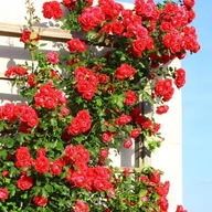 Róża pnąca pachnąca CZERWONA - powtarzająca kwitnienie