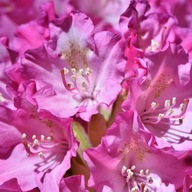 Rododendron różowy SADZONKA W DONICZCE