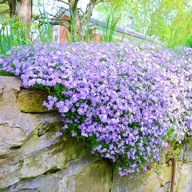 Phlox Szydlasty Lila Modrá Pekné Sadenice v kvetináčoch P12