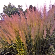 B201 Trzcinnik krotkowlosy (Stipa brachytricha) p9