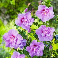 Hibiskus Ogrodowy Lavender Chiffon Dwukolorowe Kwiaty Sadzonki P9