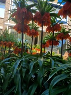CSÁSZÁRI KORONA-FRITILLARIA IMPERIALIS RUBRA MAXIMA 1 db