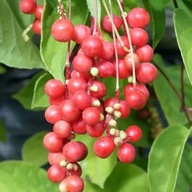 Citrónovník čínsky (Schisandra chinensis) objem 4L