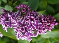 Lilac dvojfarebný č. 770
