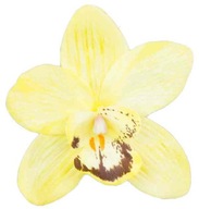 Storczyk cymbidium główka Kwiat Yellow