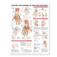 Anatomy and Injuries of the Hand and Wrist