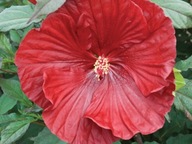 Hibiscus moscheutos Hibiskus Bagienny Cranberry crush