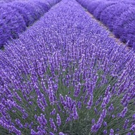 GYÓGYNÖVÉNY LEVENDULA ORVOSI LAVANDULA Toraf