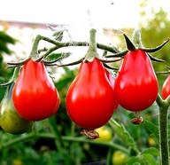 Sadzonka Rozsada Pomidor Koktajlowy Gruszkowy rozsada P9