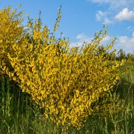 Žarnovica metla Štedrý Žltý Sadenice v kvetináčoch