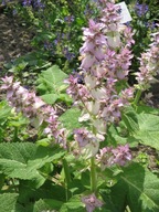 Szałwia muszkatołowa (Salvia sclarea) nasiona