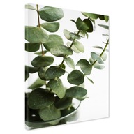 Obraz na płótnie eukaliptus zielone 50x70