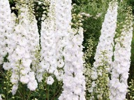 Záhradná osuška biela