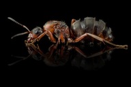 Mrówki Formica rufibarbis Królowa i 1-5 robotnic
