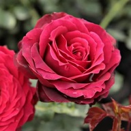 Ruža veľkokvetá TMAVO ČERVENÁ jedinečná farba kvetov SADENICE