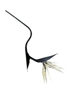 Strelicia Rajský vták 84 cm biela