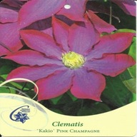 Clematis KAKIO (PINK CHAMPAGNE) Powojnik - doniczka 2 litry