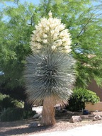 Semená juky Yucca rigida Jukka tuhá Exotické rastliny pre záhradu juka
