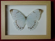 Motyl w ramce / gablotce 17 x 22 cm . Morpho luna - 150 mm .