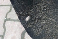 mudguard left front MATERIALOWE AUDI A6 C6 04-08r. 4F0821133A