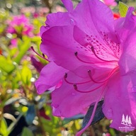 Rododendron | Azalia japońska "Blaue Donau''