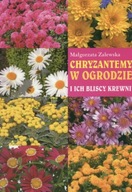 Chryzantemy w ogrodzie Małgorzata Zalewska