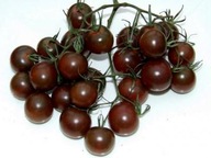 Pomidor Black cherry - wysoki nasiona koktajlowy