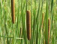 W68 Pałka wąskolistna (Typha angustifolia) p9