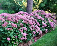 HORTENSJA KRZEWIASTA PINK ANNABELLE PBR Hydrangea arborescens DO CIENIA P9