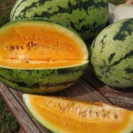 Semená melónu Orangeglo - oranžový Legutko 1 g