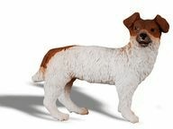 Pies Jack Russell Terier S