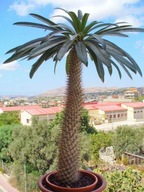 „MADAGASKAR PALM“ (PACHYPODIUM LAMEREI) 5 SEMIEN