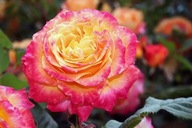 Ruža veľkokvetá žltkastá jedinečná farba SADENICE V KVETINÁČI
